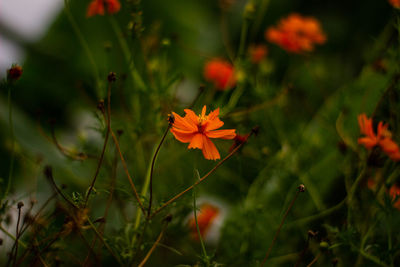 Close-up of flowering plants on field