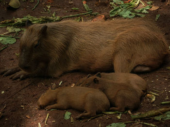 Close-up of pig