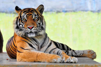 Close-up portrait of tiger sitting outdoors