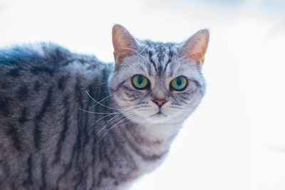 Close-up portrait of a cat over white background