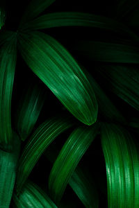 Full frame shot of fresh green leaves