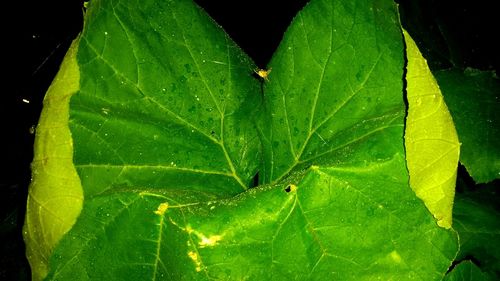 Close-up of raindrops on leaves