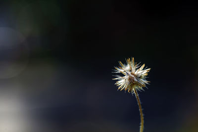 Close-up of wilted dandelion flower