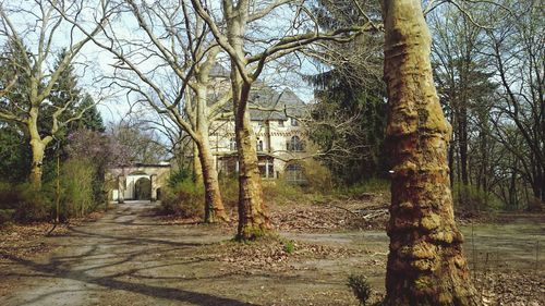 Footpath along trees