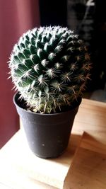 Close-up of potted cactus