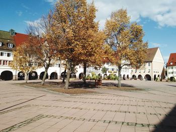 View of trees in park during autumn