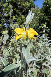 Close-up of yellow flowering plant