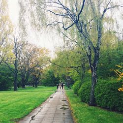 Pathway along trees in park