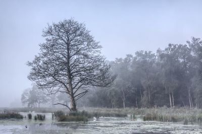 Bare trees by lake against sky during winter