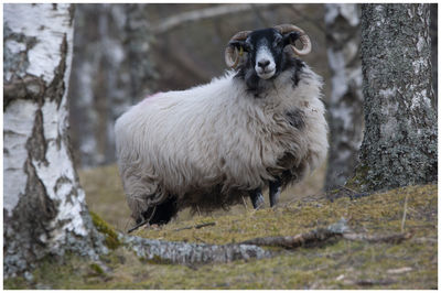 Portrait of sheep standing on the woods
