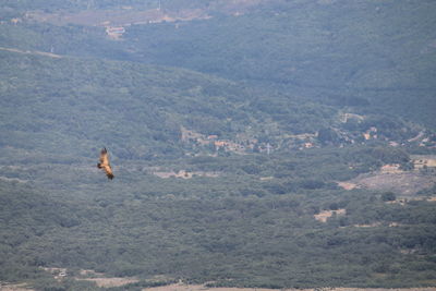 View of horse on mountain