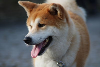 Close-up of dog looking away