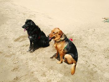 Dog sitting on sand at beach