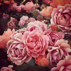 Close-up of pink rose bouquet