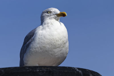 Close-up of seagull perching on rock against clear blue sky