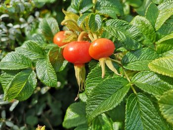 Close-up of rose hip growing on tree