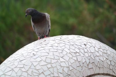 Close-up of a bird