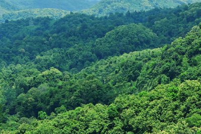 High angle view of trees in forest