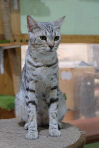 Portrait of cat sitting outdoors