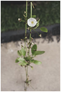 Close-up of small plant