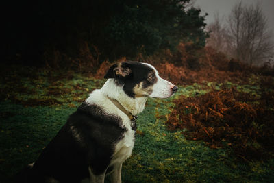 Dog looking away on field