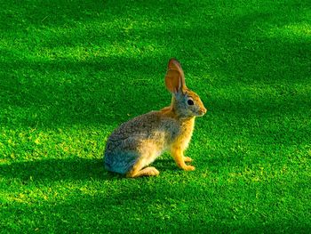 Portrait of rabbit on field