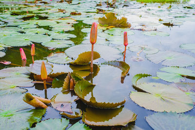 High angle view of lily pads in lake