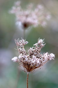 Close-up of wilted plant