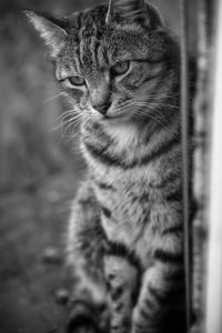 Close-up portrait of a cat