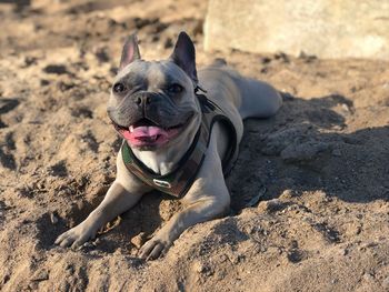 Portrait of a dog on beach