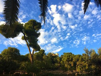 Low angle view of palm trees against cloudy sky