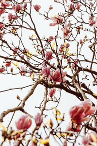 Low angle view of cherry blossoms against sky