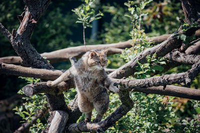 Squirrel on tree in forest