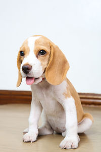 Close-up of dog sitting against white background