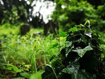 Close-up of plant growing on field