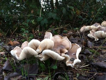 Close-up of sheep on tree