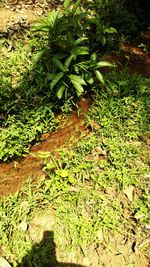 Trees growing in garden