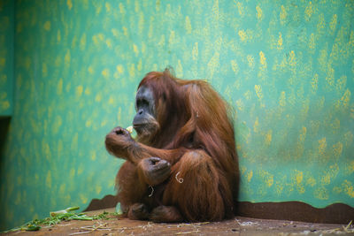 Orangutan sitting against wall in zoo