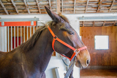 Close-up of horse in stable