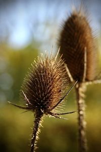 Close-up of dried thistle