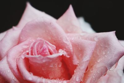 Close-up of pink rose