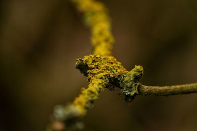 Close-up of yellow flower against blurred background