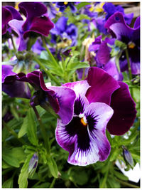 Close-up of purple iris blooming outdoors