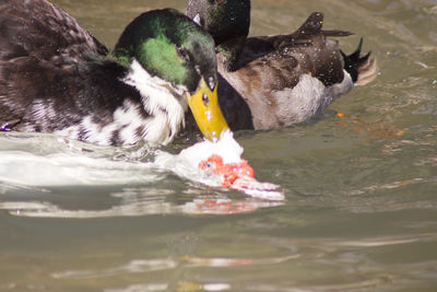 Duck swimming in a lake