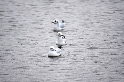 Seagulls swimming in sea