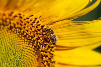 Close-up of insect on yellow flower