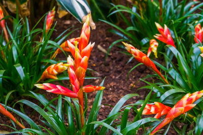 Close-up of orange flowering plants on field