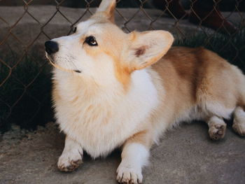 Close-up of a dog looking away
