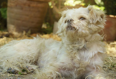 Close-up of a dog on field