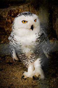 Close-up portrait of owl